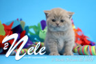 Nele ist 5 Wochen alt ( 25.02.2022 )