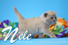 Nele ist 5 Wochen alt ( 25.02.2022 )