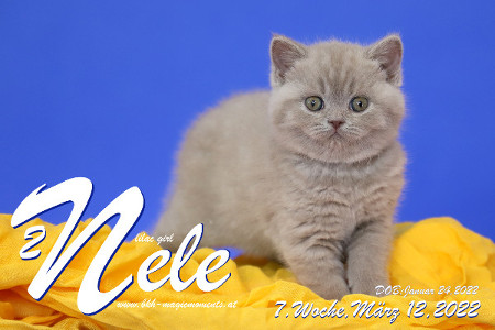 Nele ist 7 Wochen alt ( 12.03.2022 )