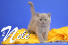 Nele ist 7 Wochen alt ( 12.03.2022 )