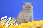 Nele ist 7 Wochen alt ( 12.03.2022 )