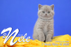 Nele ist 7 Wochen alt ( 12.03.2022 )