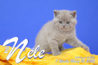 Nele ist 7 Wochen alt ( 12.03.2022 )