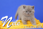 Nele ist 7 Wochen alt ( 12.03.2022 )