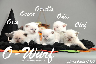 Unser O-Wurf ist 4 Woche alt geworden ( 17.10.2015 )