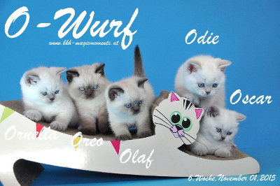 Unser O-Wurf ist 6 Woche alt geworden ( 01.11.2015 )