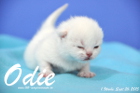 Odie ist 1 Woche alt geworden (26.09.2015)