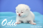 Odie ist 1 Woche alt geworden (26.09.2015)