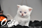 Odie ist 4 Wochen alt geworden (17.10.2015)