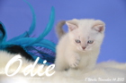 Odie ist 8 Wochen alt geworden (14.11.2015)