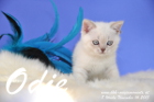 Odie ist 8 Wochen alt geworden (14.11.2015)