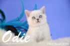 Odie ist 8 Wochen alt geworden (14.11.2015)