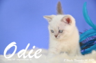 Odie ist 8 Wochen alt geworden (14.11.2015)