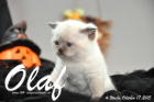 Olaf ist 4 Wochen alt geworden (17.10.2015)