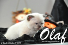 Olaf ist 4 Wochen alt geworden (17.10.2015)