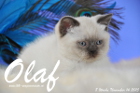 Olaf ist 8 Wochen alt geworden (14.11.2015)