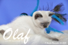Olaf ist 8 Wochen alt geworden (14.11.2015)