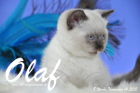 Olaf ist 8 Wochen alt geworden (14.11.2015)