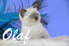 Olaf ist 8 Wochen alt geworden (14.11.2015)