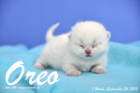Oreo ist 1 Woche alt geworden (26.09.2015)