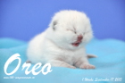Oreo ist 1 Woche alt geworden (26.09.2015)