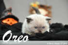 Oreo ist 4 Wochen alt geworden (17.10.2015)