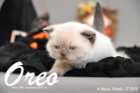 Oreo ist 4 Wochen alt geworden (17.10.2015)