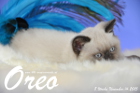 Oreo ist 8 Wochen alt geworden (14.11.2015)