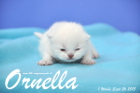 Ornella ist 1 Woche alt geworden (26.09.2015)