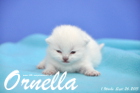 Ornella ist 1 Woche alt geworden (26.09.2015)