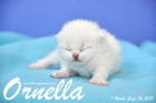 Ornella ist 1 Woche alt geworden (26.09.2015)