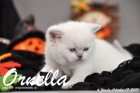 Ornella ist 4 Wochen alt geworden (17.10.2015)