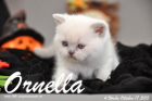 Ornella ist 4 Wochen alt geworden (17.10.2015)