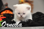 Ornella ist 4 Wochen alt geworden (17.10.2015)