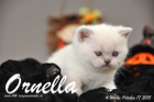 Ornella ist 4 Wochen alt geworden (17.10.2015)