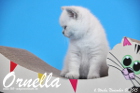 Ornella ist 6 Wochen alt geworden (01.11.2015)
