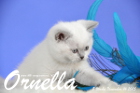 Ornella ist 8 Wochen alt geworden (14.11.2015)