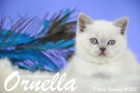 Ornella ist 8 Wochen alt geworden (14.11.2015)