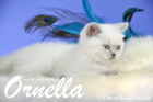 Ornella ist 8 Wochen alt geworden (14.11.2015)