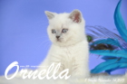 Ornella ist 8 Wochen alt geworden (14.11.2015)