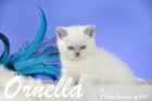 Ornella ist 8 Wochen alt geworden (14.11.2015)