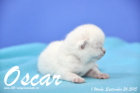 Oscar ist 1 Woche alt geworden (26.09.2015)