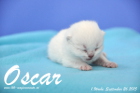 Oscar ist 1 Woche alt geworden (26.09.2015)