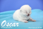 Oscar ist 1 Woche alt geworden (26.09.2015)