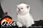 Oscar ist 4 Wochen alt geworden (17.10.2015)