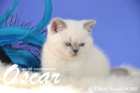Oscar ist 8 Wochen alt geworden (14.11.2015)