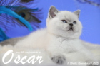 Oscar ist 8 Wochen alt geworden (14.11.2015)
