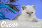 Oscar ist 8 Wochen alt geworden (14.11.2015)