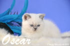 Oscar ist 8 Wochen alt geworden (14.11.2015)