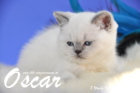 Oscar ist 8 Wochen alt geworden (14.11.2015)